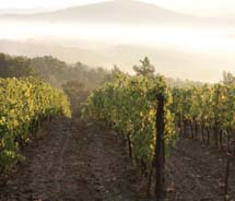 Tuscany’s Hotel Castello di Casole features 88 acres of vineyards and produces a signature wine, called Dodici, exclusively for guests of the estate. // © 2012 Hotel Castello di Casole